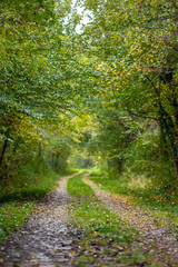 Fototapeta na wymiar Pathway through the autumn forest