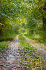 Pathway through the autumn forest