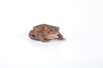 Toad