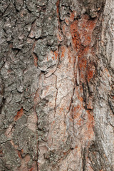 Tree Bark Over. Crust Of The forest tree