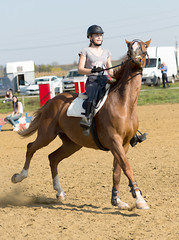 	horse jumping