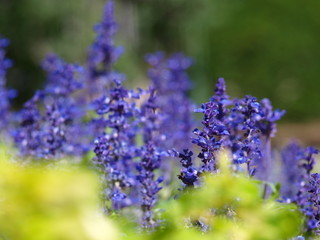 ラベンダーの紫