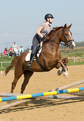 	horse jumping