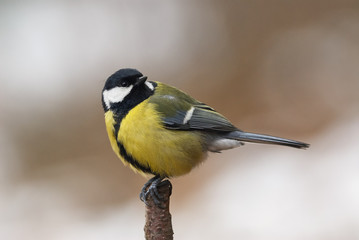 Fototapeta premium Male Great Tit perched on a branch