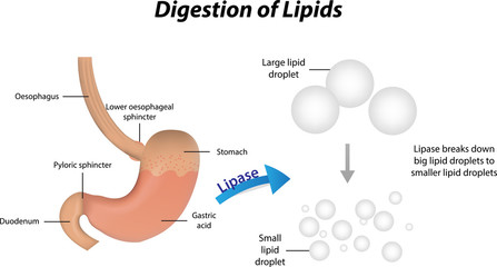 Digestion of Lipids - obrazy, fototapety, plakaty