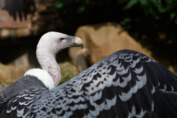 Vulture