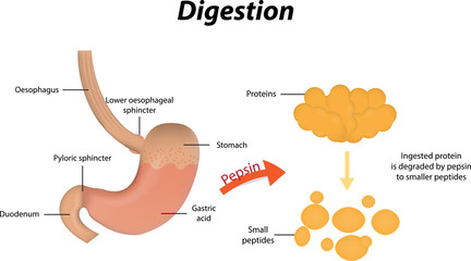 Protein Digestion