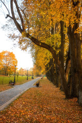 Fototapeta na wymiar Golden leaves on branch, autumn wood with sun rays