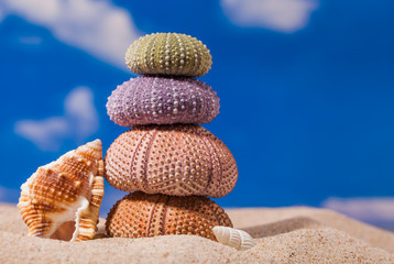 Sea shells on sand and blue sky
