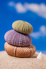 Sea shells on sand and blue sky