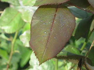 Morning leaf