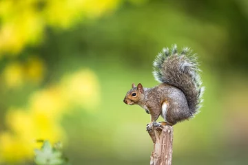 Tuinposter Oostelijke grijze eekhoorn (Sciurus carolinensis) © lightpoet