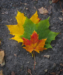 Autumn, maple leaves, autumnal foliage