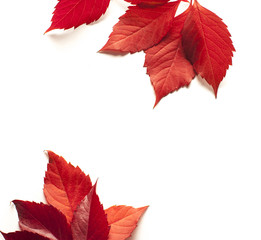 autumn maple leaf isolated on white background