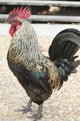 American rooster - Florida farm
