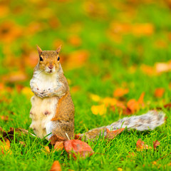 grey squirrel in autumn park