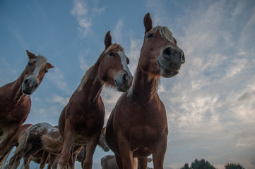 3 cavalli