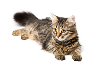 Cute kitten with isolated on white