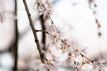 桜の花