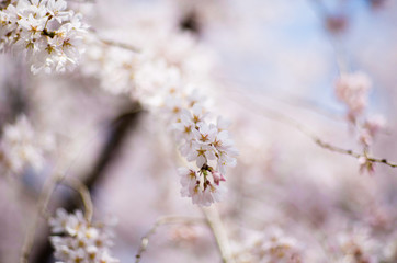 桜の花