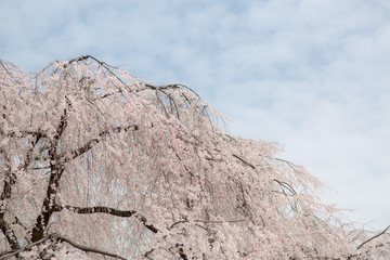 枝垂れ桜と空