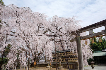 枝垂れ桜と鳥居