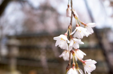 桜の花