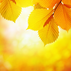 	Autumn leaves