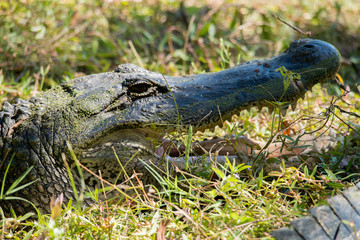Brazos Bend State Park
