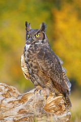 Obraz premium Great horned owl sitting on a stump