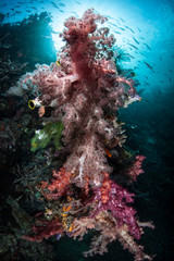Fototapeta na wymiar Soft Coral Colonies
