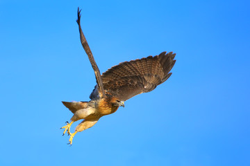 Red-tailed hawk in flight
