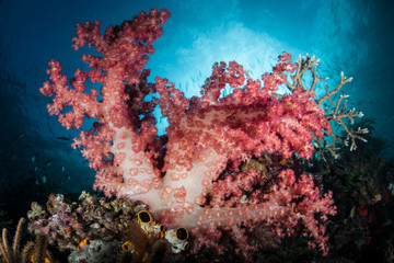 Fototapeta na wymiar Colorful Soft Coral Colony