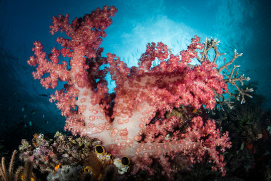 Colorful Soft Coral Colony