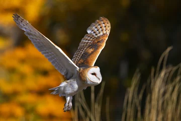 Photo sur Aluminium Hibou Barn owl in flight
