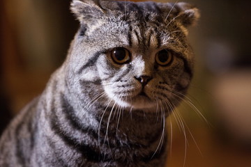 Tabby Scottish Fold cat