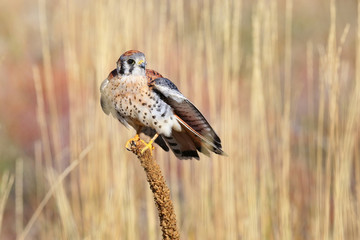American kestrel sitting on a mullein