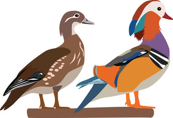 mandarin duck couple vector