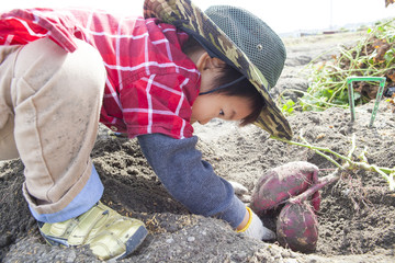 芋掘りをする子供