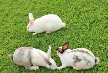 The White Rabbits on garden in Thailand