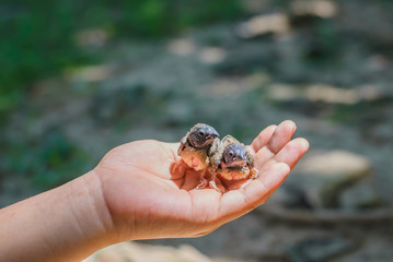 bird in hand
