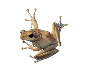Fototapeta premium tree Frog