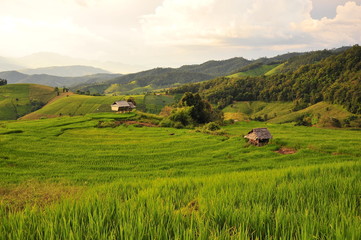 Fototapeta na wymiar Rice Terraced Fields on Mountains