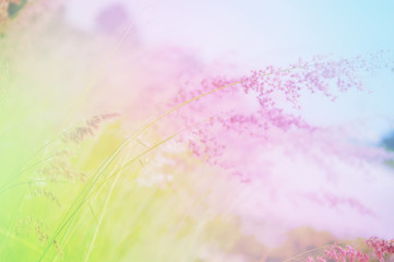 Obraz na płótnie Canvas Grass Flowers with Soft Focus Color Filtered as Background.