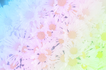Close-up of Chrysanthemum Flowers (Dendranthemum grandifflora) w