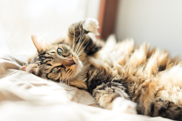 Grey cat lying on bed