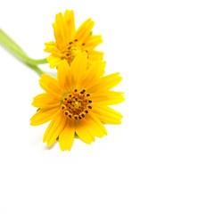 Yellow flower isolated on white background.