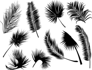 ten black fern and palm ten leaves on white