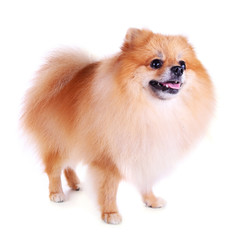 Obraz premium pomeranian dog isolated on white background