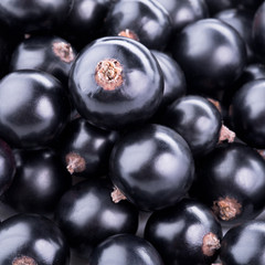 black currant